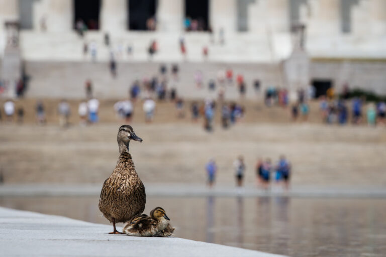 DC: Lincoln Memorial Reflecting Pool Algae Cleanup Continues