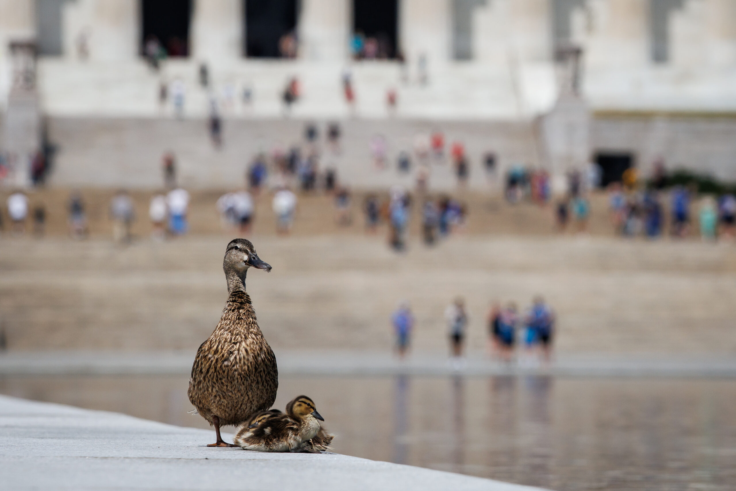 DC: Lincoln Memorial Reflecting Pool Algae Cleanup Continues