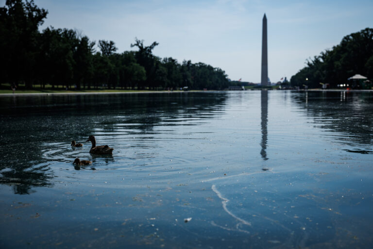 DC: Lincoln Memorial Reflecting Pool Algae Cleanup Continues