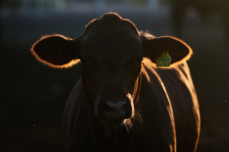 Mexico US Cattle Exports