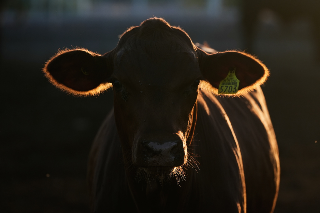 Mexico US Cattle Exports