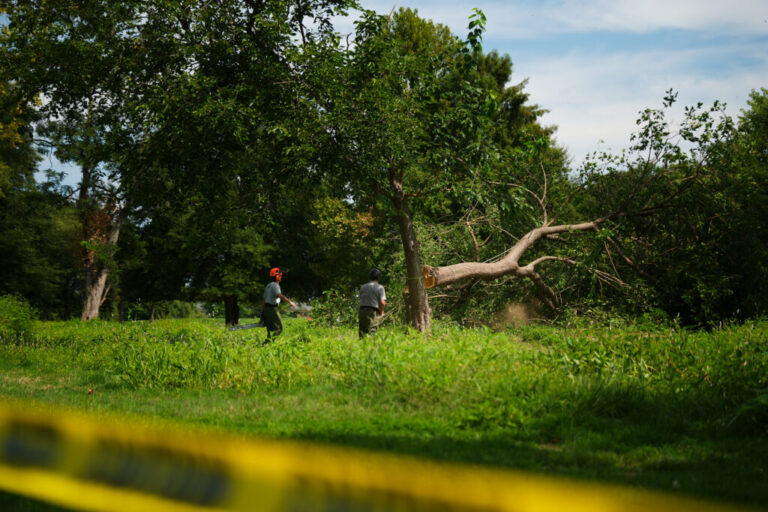 East Potomac Tree Cutting