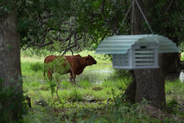 Screwworm Livestock